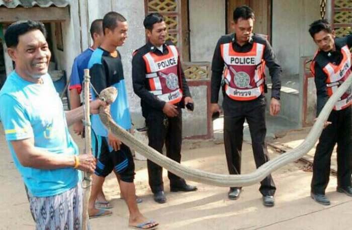 YouTube video helps nab 30kg king cobra