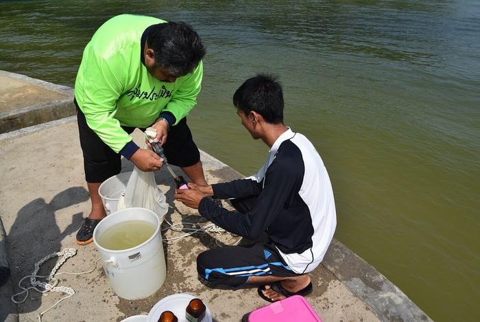 Patong Bay safe for swimming, despite algae bloom, say experts