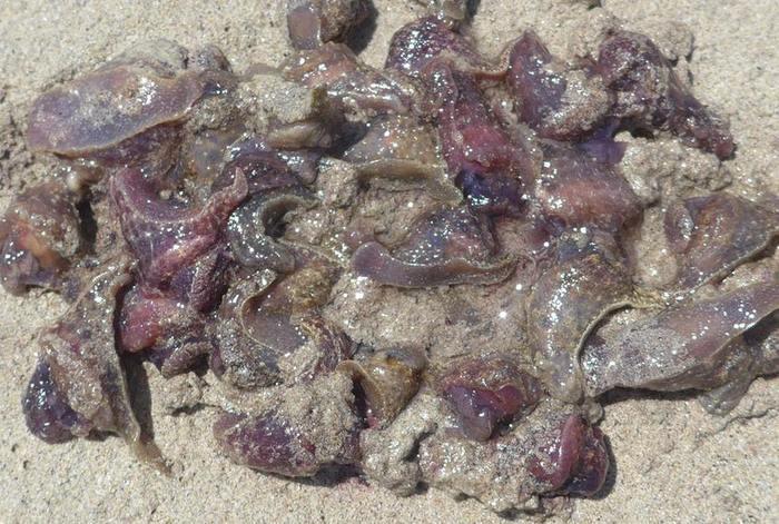 Video Report: More than 1 million sea slugs wash onto Phuket beach