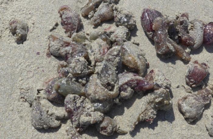 Phuket sea hare mass spawning caused by water temperature rise [video] | Thaiger