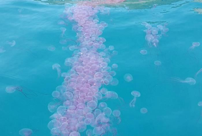 ‘Red jellyfish’ prompt Phi Phi warning