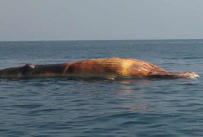 Officers hunt for dead whale in Similan National Park