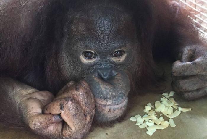 Milo the orangutan on the mend [video] | Thaiger