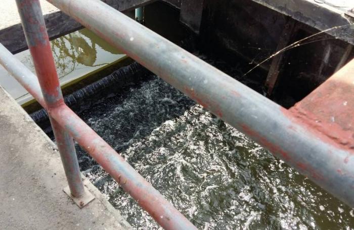 Algae to blame for murky water in Patong Bay