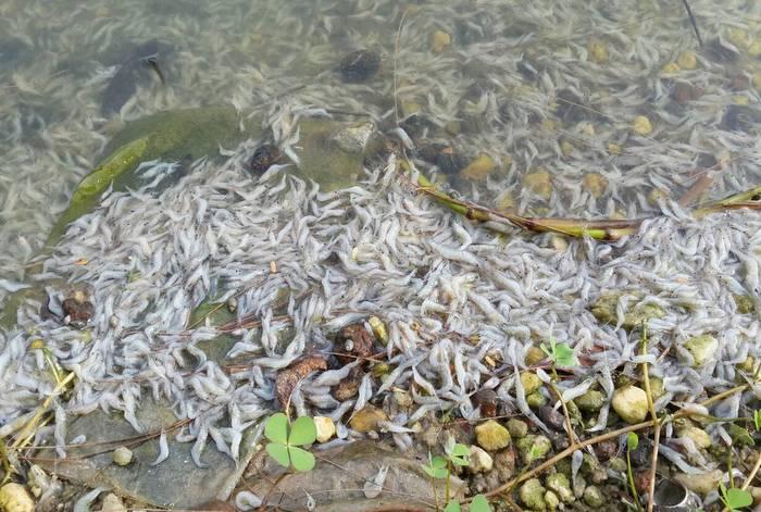 One tonne of dead fish found in Phuket park