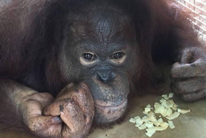 Phuket orangutan in critical condition