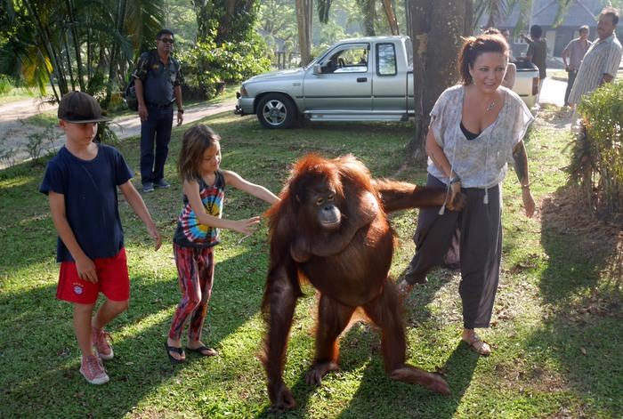 Milo the orangutan dies after stroke