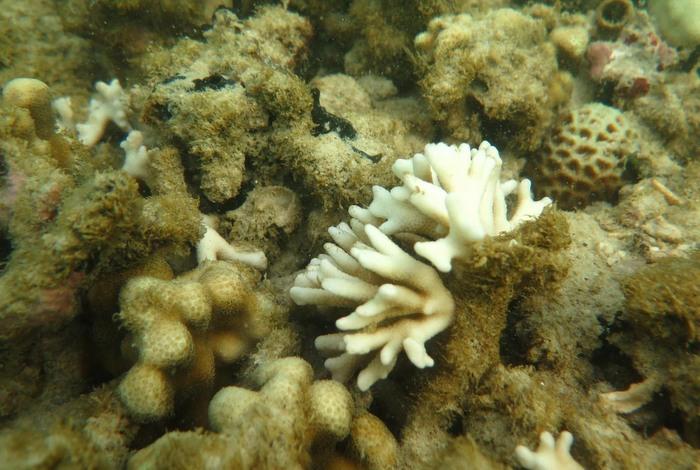 Severe coral bleaching threatens popular Phi Phi dive spots