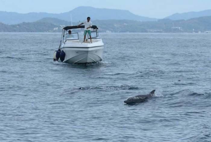 Tour boats warned to steer clear of dolphins off Phuket