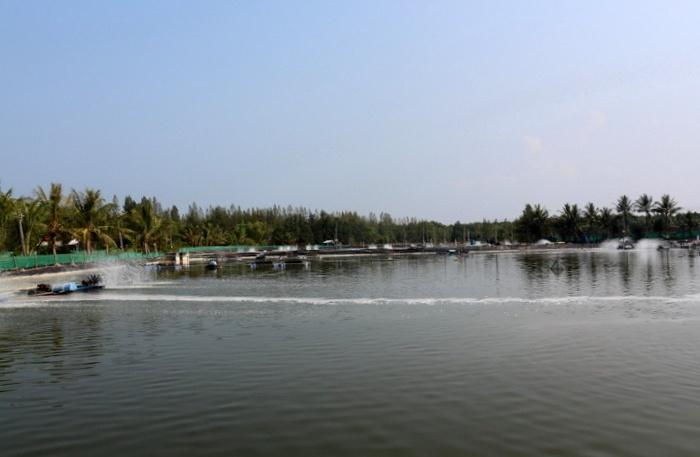 White Sharks hunting for encroachers in Phuket mangroves