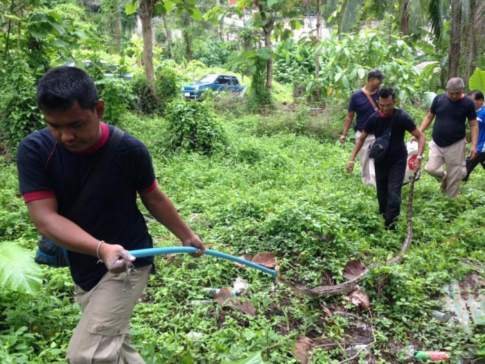 Hungry python captured near Patong school