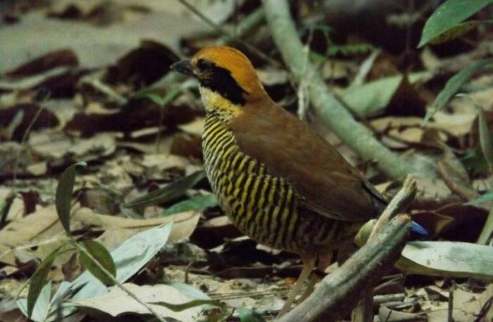 Environmentalists to build ‘love nest’ to breed rare birds