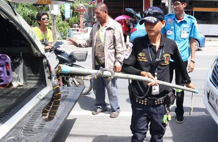 Poisonous snake stops Phuket motorist in his tracks