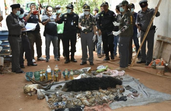 Tiger bodies, parts found at Tiger Temple