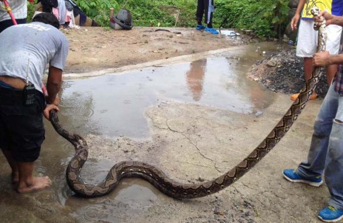 Rescuers remove mating pythons from pipes