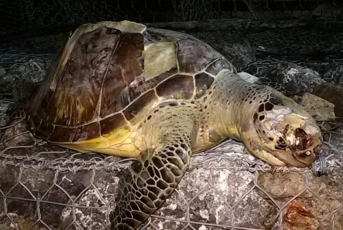 Second turtle killed by propellers in Krabi this week