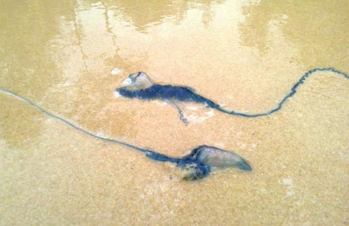 Deadly man-of-war spotted off Phuket beaches