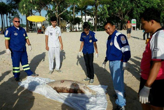 Dolphins washing ashore, injured or dead