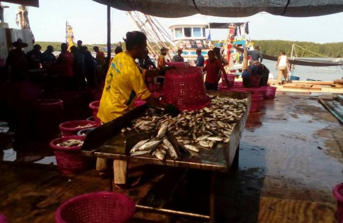 ‘Fish are scarce’ report Krabi fishermen