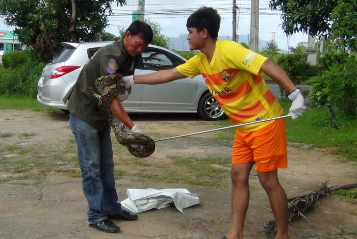 20kg Krabi python slithers in for a latte