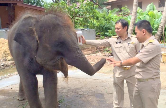 Quarantine for baby elephant found on Bangtao Beach