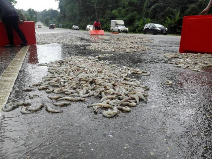 Shrimp spillage on slippery road leads to acts of kindness