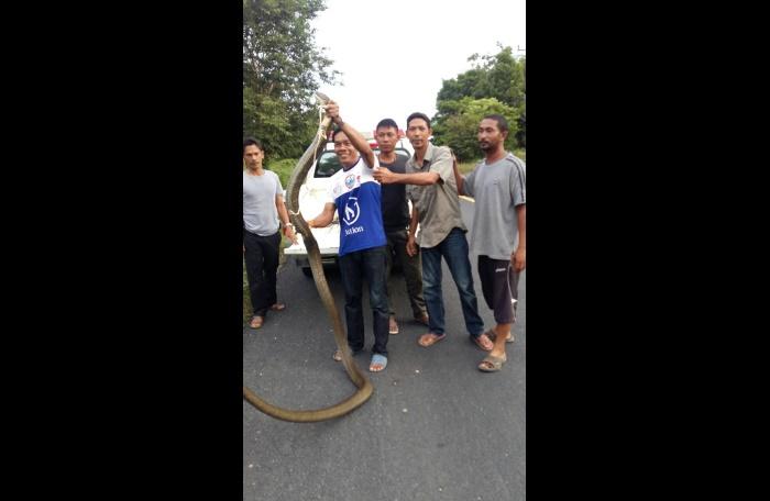 Self-taught snake catcher nabs five-meter-long king cobra