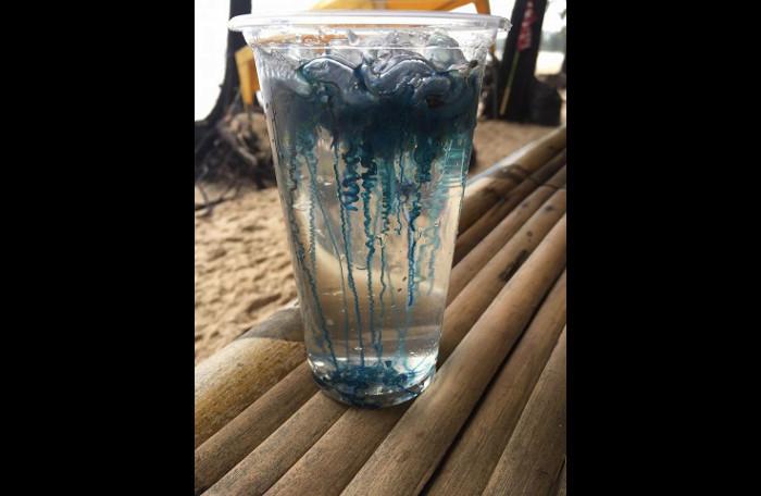 Portuguese Man-of-War back at the beaches