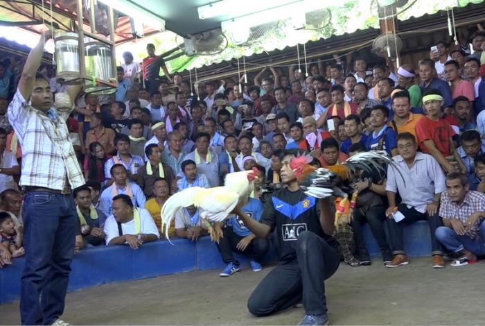 Cockfighting purse largest in Thai history