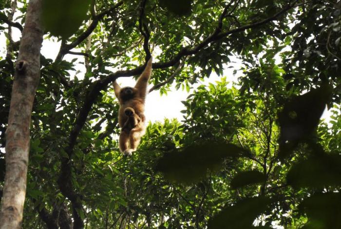 Born to be wild: Baby gibbons repopulating Phuket