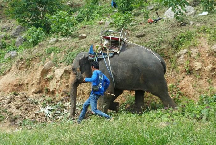 Blood test for Lucky the elephant goes awry