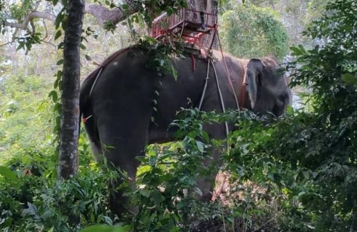 Panicked Phuket elephant rampages into forest