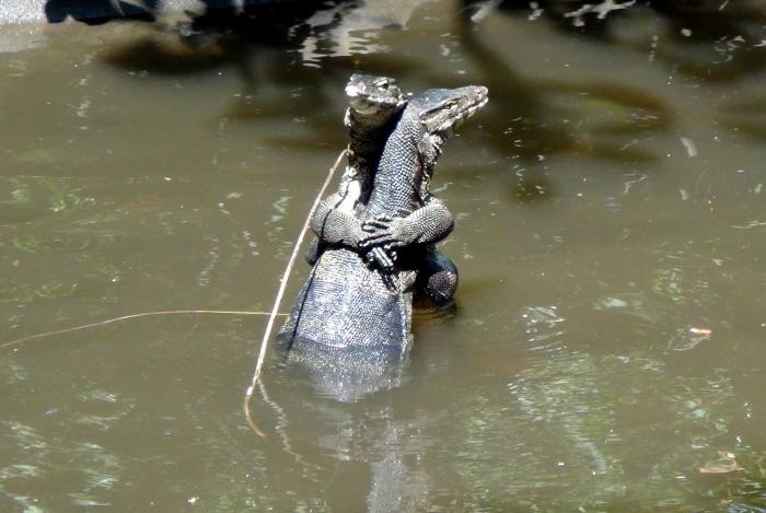 Monitor lizards celebrate Valentines Day