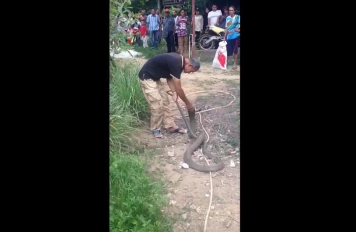 Phuket ‘snake master’ captures king cobra in minutes