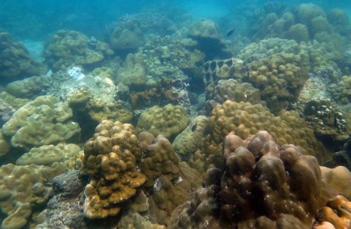 Phuket marine expert says coral restoration ‘successful’