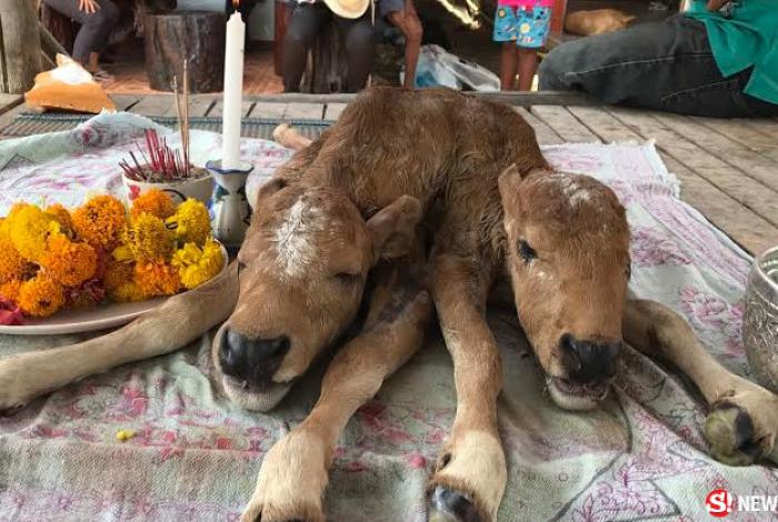 Two-headed Krabi calf hailed lucky