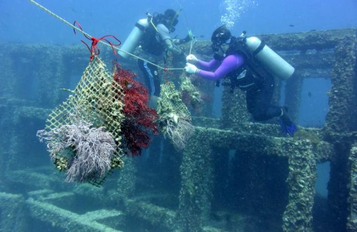 Live coral planted at artificial reef off Phuket