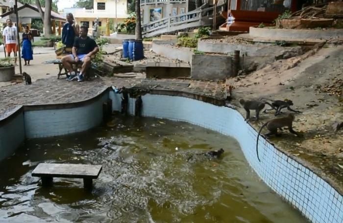 Troops of monkeys go swimming during heatwave