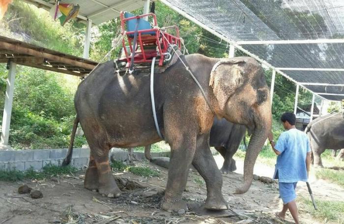 Phuket shelter elephant causes ownership dispute