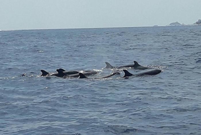 Whales bathe in Phuket sunshine yet again