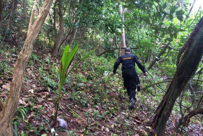 “Illegally-planted’ coconut trees found on disputed Naka Noi land