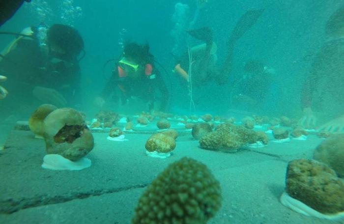 DMCR continues coral growing initiatives off Phuket