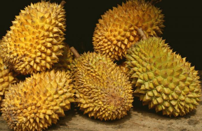 Phuket durian to be upgraded as GI product