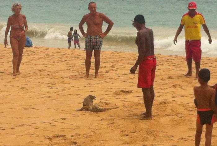 Meter-long lizard causes scare at Phuket beach