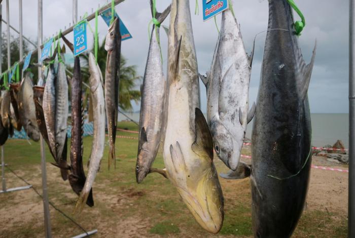 Phuket Municipality brings in 150,000 baht at fishing festival