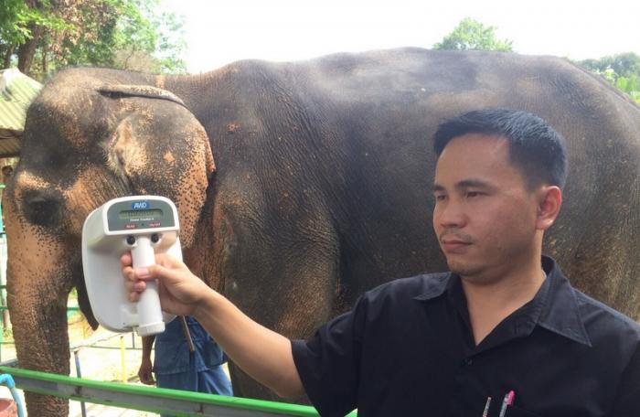 Officials to examine disputed Phuket elephant’s documents