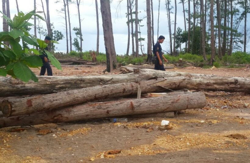 Company land under investigation after hundreds of trees destroyed