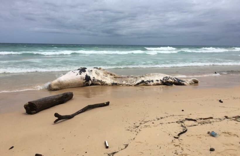 Carcass of 10-meter whale washes up at Phuket beach