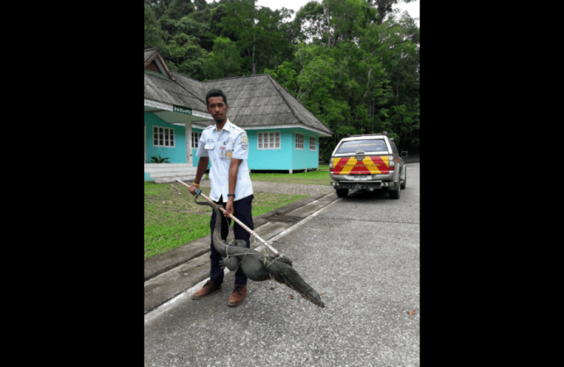 10kg monitor lizard found in Phuket home