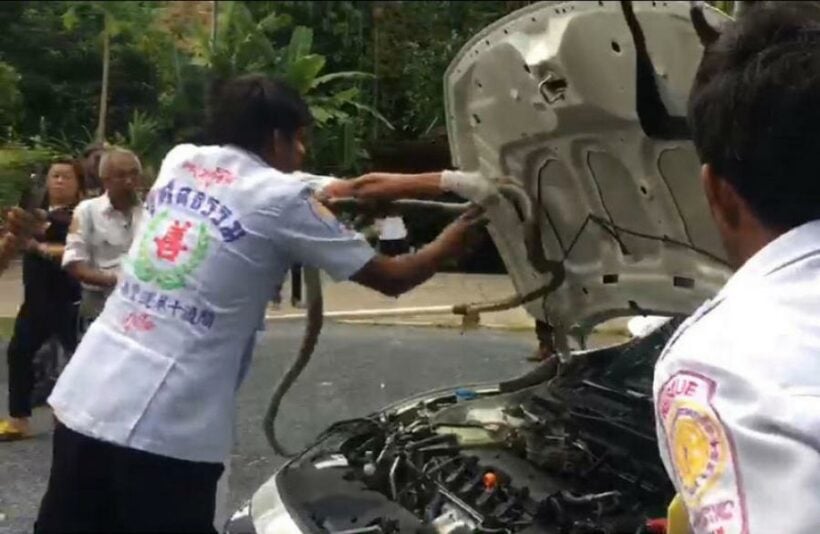 King Cobra rescued and released